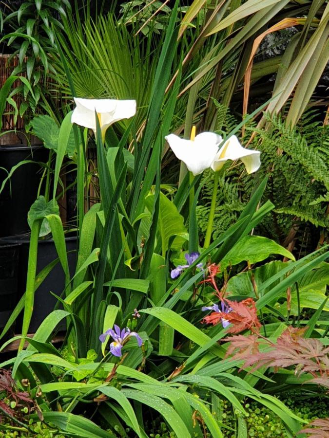Tropical Garden Oasis Rooms Birmingham Exterior photo