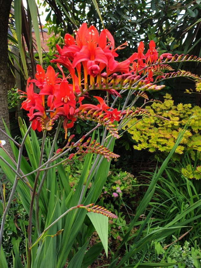 Tropical Garden Oasis Rooms Birmingham Exterior photo