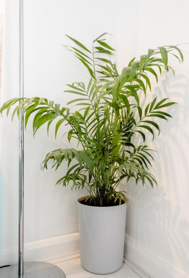 Tropical Garden Oasis Rooms Birmingham Exterior photo